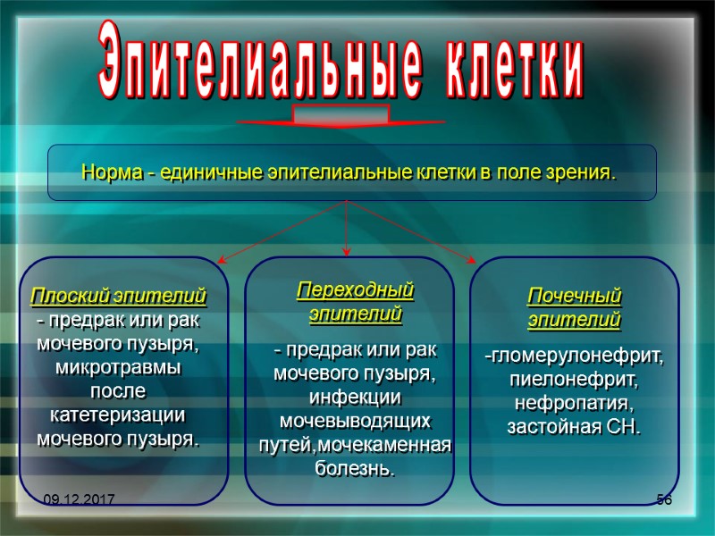 09.12.2017 56 Эпителиальные клетки Норма - единичные эпителиальные клетки в поле зрения.  Плоский